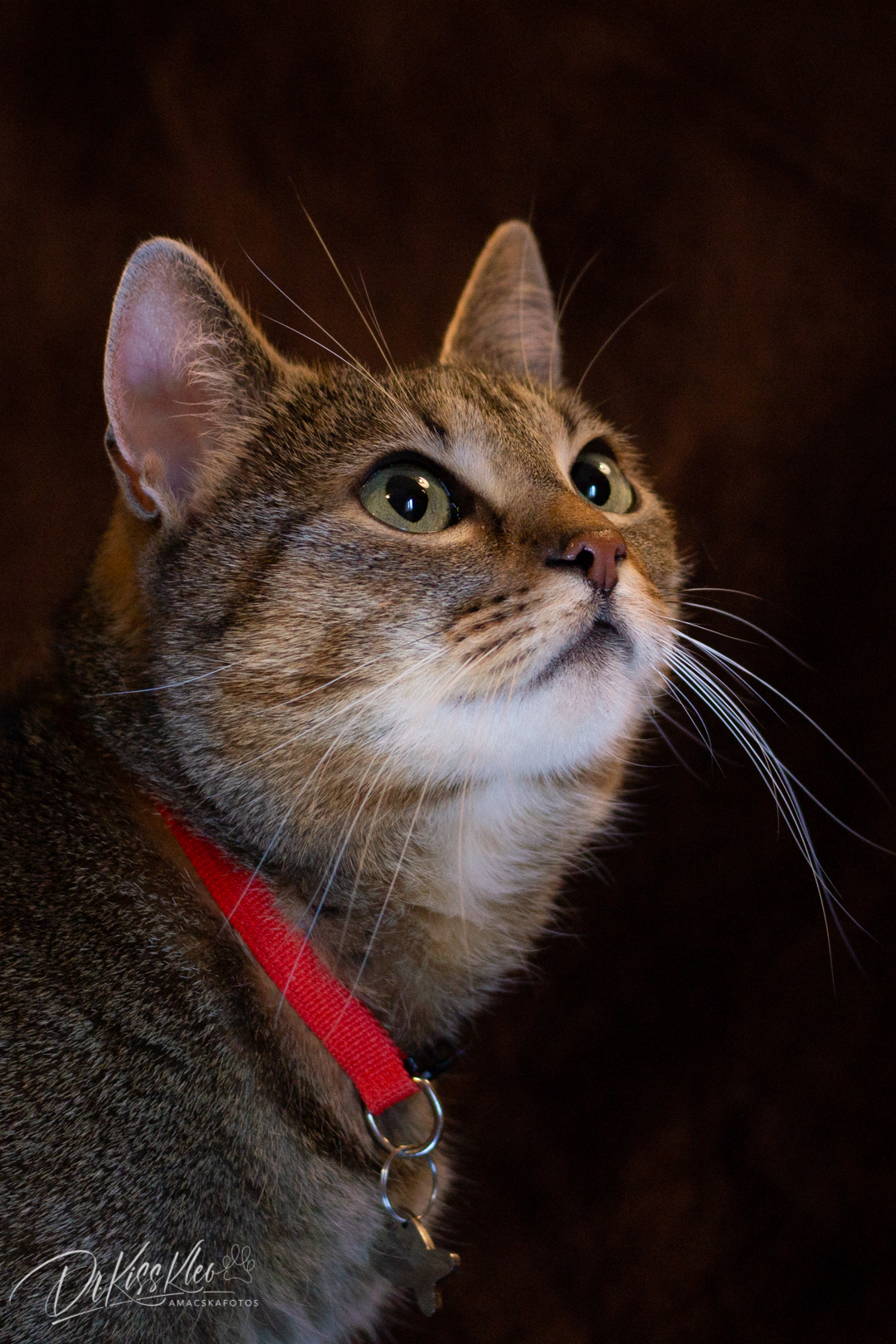 Kajla